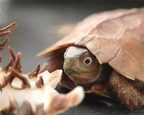 乌龟不进食的原因及开食有方法