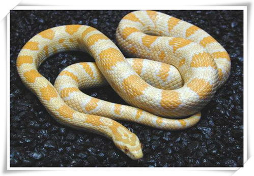 玉米蛇是最适合新手的入门宠物蛇,该怎么饲养