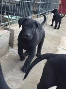 宜宾市三四个月的小黑狼犬多少钱一只 养殖场价格