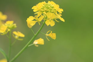 重阳节古诗词大全68首(重阳节的古诗诗句)