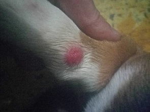 狗狗腿上起了个红色水泡 这个是什么怎么治疗啊 