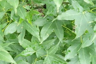 五角枫种子什么时候种,五角枫树种的种植方法