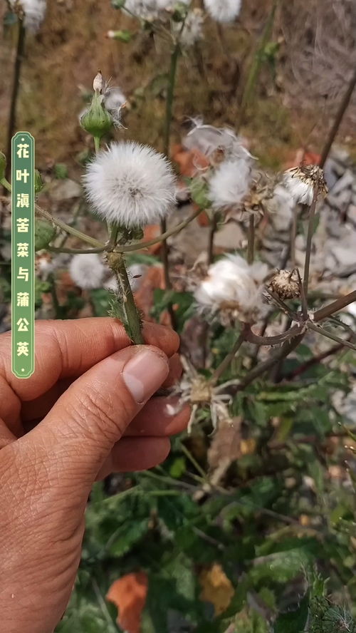 蒲公英和花叶滇苦菜区别, 蒲公英与