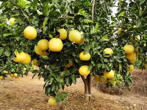 柚子树经常落果是什么原因,柚子树施水溶肥有什么规律？柚子各个时期施水溶肥方法