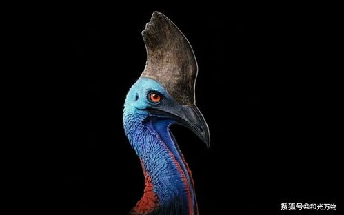杀人鸟 是人类最早驯养的家禽 新研究 万年前或被人类驯养