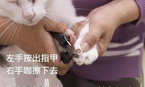 怎么给猫剪指甲,为喵星人剪指甲困难的原因 猫咪 