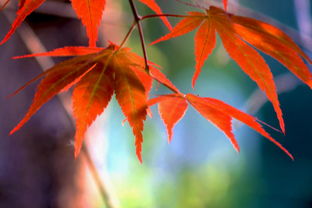 秋天的红色枫叶