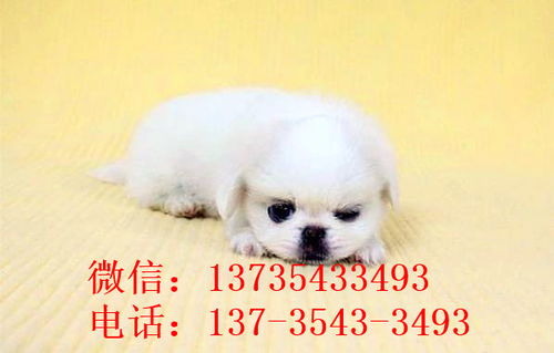 重庆宠物狗狗犬舍出售纯种京巴犬 哪里有卖狗买狗市场