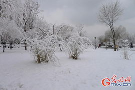 北京初春普降罕见大雪 