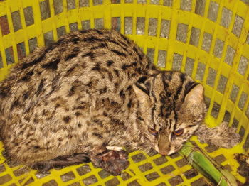 司机花3千元向贩子赎买二级保护动物豹猫 