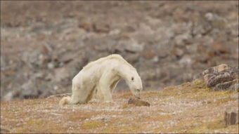 北极熊之殇 北冰洋即将无冰,北极 赫塔 们在流泪,醒醒吧人类