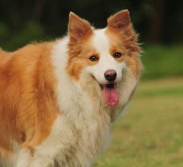 最聪明的狗边境牧羊犬到底有多聪明举例 图 