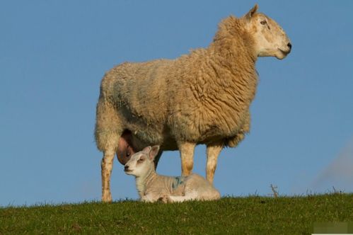 生肖羊 出生季节不同运势不同,哪个季节出生最好运