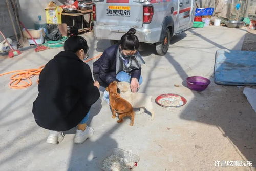 走访许昌流浪狗救助站,这些毛孩子急需救助领养