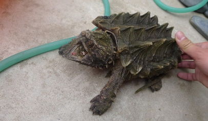 中美鳄龟有头刺嘛？