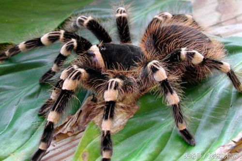 十大常见的宠物蜘蛛品种,这三种可千万不能拿手上把玩