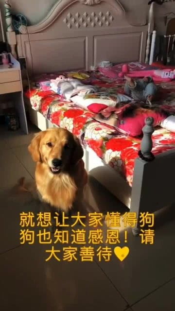 狗狗很通人性的 