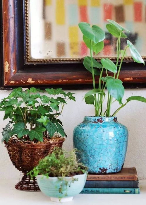 家里的植物摆放有什么讲究 不同房间的盆栽布置