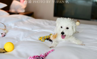 与国际接轨,重庆出现首家可带宠物入住的国际豪华酒店