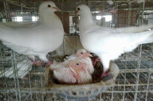 养殖肉鸽过程中,怎样识别鸽子公母 