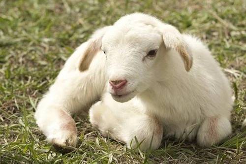 农历几日出生的属羊人财运好,什么时候出生的羊命好
