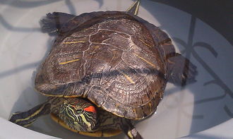 朋友送了一只乌龟,他养了很多年了家里有事养不了了,我想请问下这是什么龟,他的饲养方法是什么 