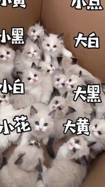 你们都给猫咪取什么名字呢 布偶猫 小奶猫 不同年龄段的人给狗起名 