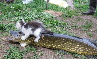 小猫咪吃大鱼干,主人怎么都拉不住,大鱼一口就能吞下猫咪