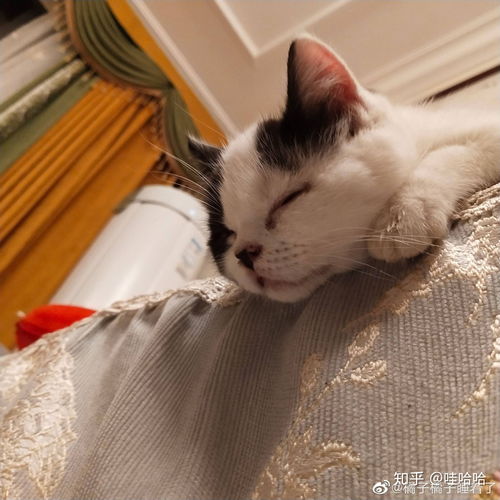 这是什么品种的净梵猫 