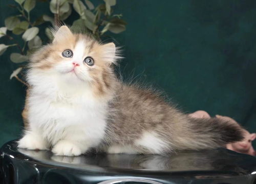 在广州买一只拿破仑矮脚猫多少钱