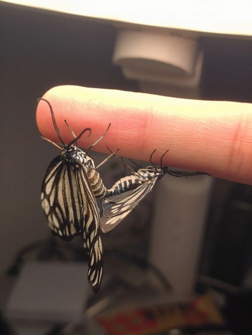 蝴蝶锦怎么繁殖,蝴蝶锦的繁殖方法