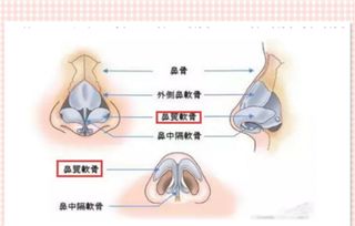 鼻头缩小的方法有哪些 收缩鼻头前必看