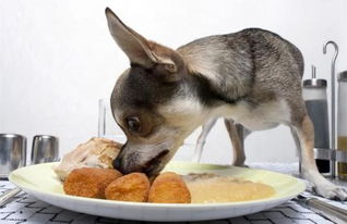养狗狗在饮食上要注意什么 