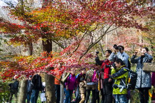 南京栖霞山枫叶最佳观赏时间是几月份栖霞山停车指南(栖霞山周边停车场免费了吗)