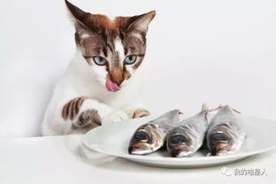 猫真的天生爱吃鱼吗 真相来了 