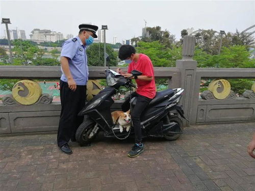 我家狗很乖 不是不栓绳的理由 整治违规养犬,南宁警方出手了