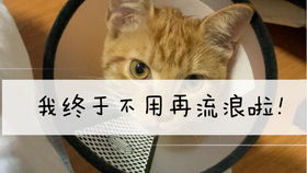 猫来穷狗来富 我捡了只流浪猫来