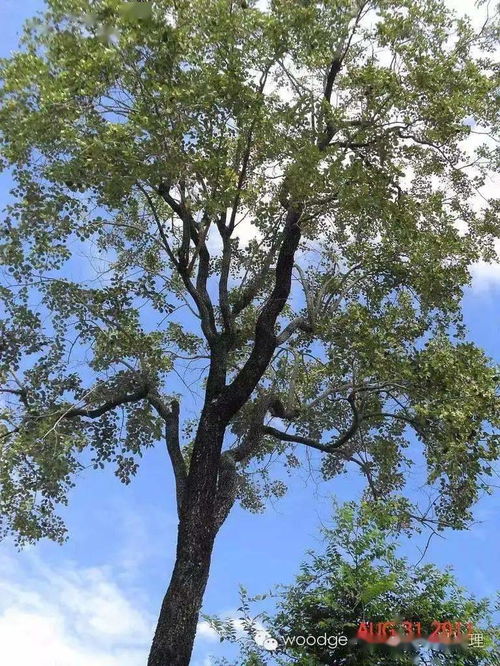 酸枝木是什么样的树,揭秘酸枝木：深藏不露的珍稀木材