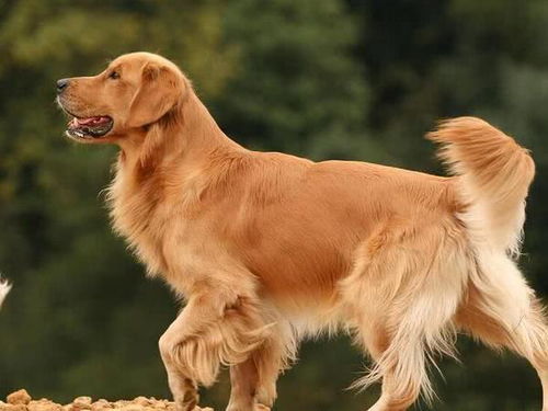 金毛犬和拉布拉多,谁更适合家庭饲养,该怎么选择呢
