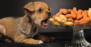 狗狗能吃坚果吗 坚果不一定有益,用对方法才能让狗狗从中受益