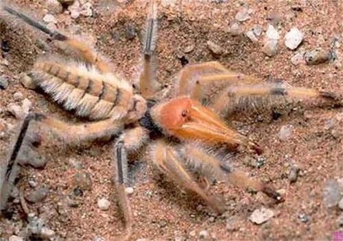 骆驼蜘蛛 世上最大的食人蛛,为何说它会捕食骆驼,会吃人