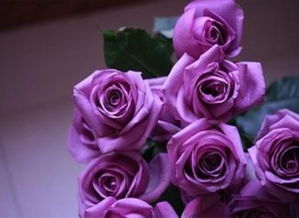淡紫色玫瑰叫什么名字,粉紫玫瑰花语？