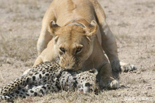 什么动物可以杀死豹子 除了狮子和老虎,至少还有这4种动物