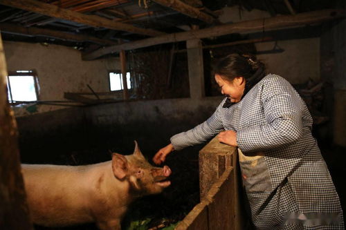 前夫离世她招夫进门,把两个婆婆当亲妈,种地养猪日子红红火火