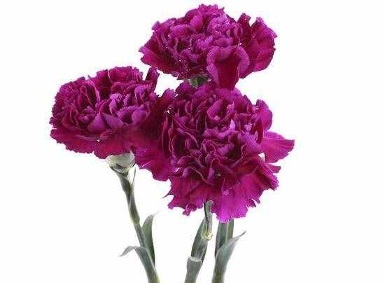 康乃馨的花语是什么,康乃馨花语：母爱的象征，温馨的祝福