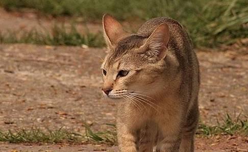 猫咪性格排行榜 最凶狠的4种猫和最乖巧的4种猫