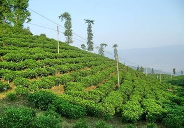 萬佛湖舒城小蘭花茶園