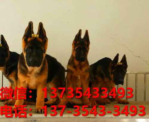广州宠物狗犬舍转让纯种德牧幼犬 网上买狗卖狗信息哪里有领养
