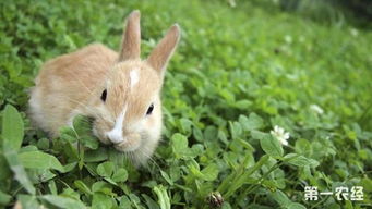 为什么兔子不吃窝边草 兔子不吃窝边草吗