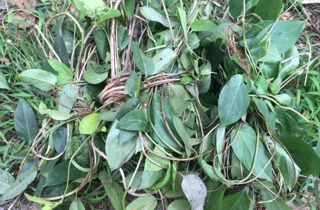 在农村有一种藤蔓,叫鸡屎藤,对风湿痹痛 消食化积有很大的作用
